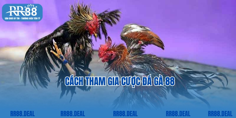 Tham gia cược đá gà tiện lợi, nhanh chóng cùng RR88