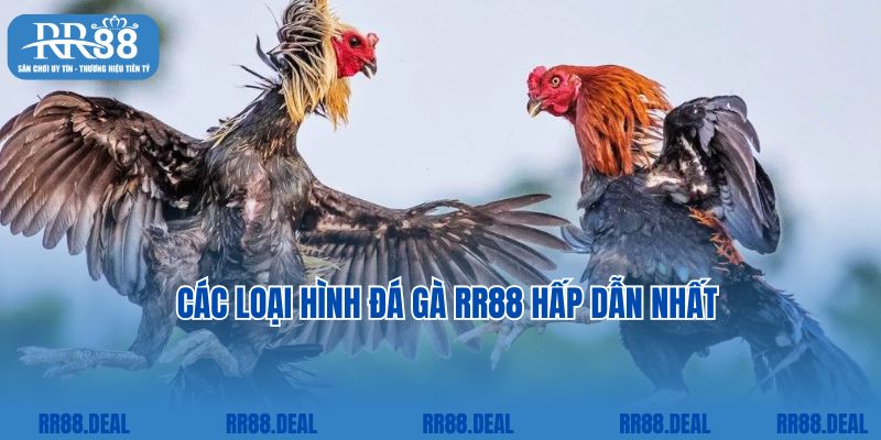 Các loại hình đá gà RR88 hấp dẫn nhất