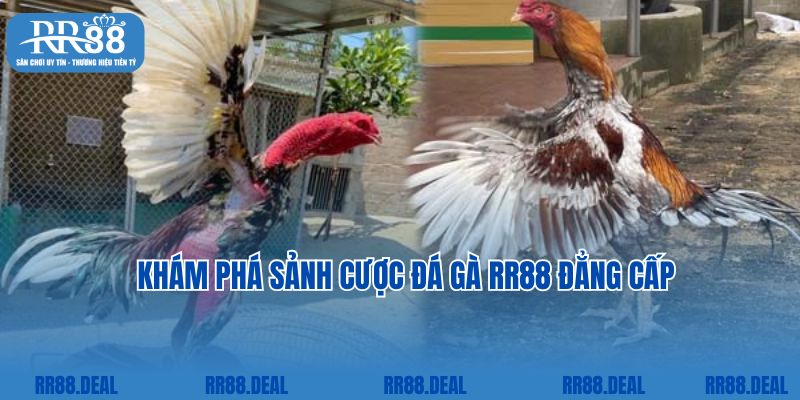 Khám phá sảnh cược Đá gà RR88 đẳng cấp