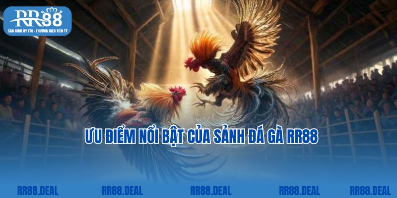 Ưu điểm nổi bật của sảnh đá gà RR88 