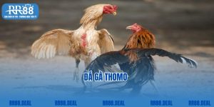 Đá Gà Thomo - Kinh Nghiệm Chơi Đá Gà Bất Bại Từ Các Cao Thủ