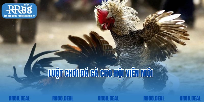 Luật chơi đá gà cho hội viên mới