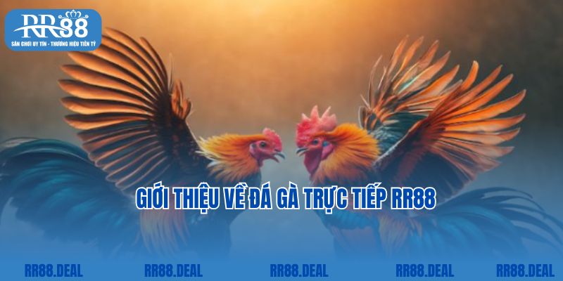 Giới thiệu về đá gà trực tiếp RR88