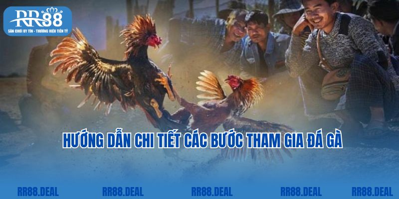 Hướng dẫn chi tiết các bước tham gia đá gà trực tuyến RR88