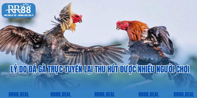 Lý do đá gà trực tuyến lại thu hút được nhiều người chơi